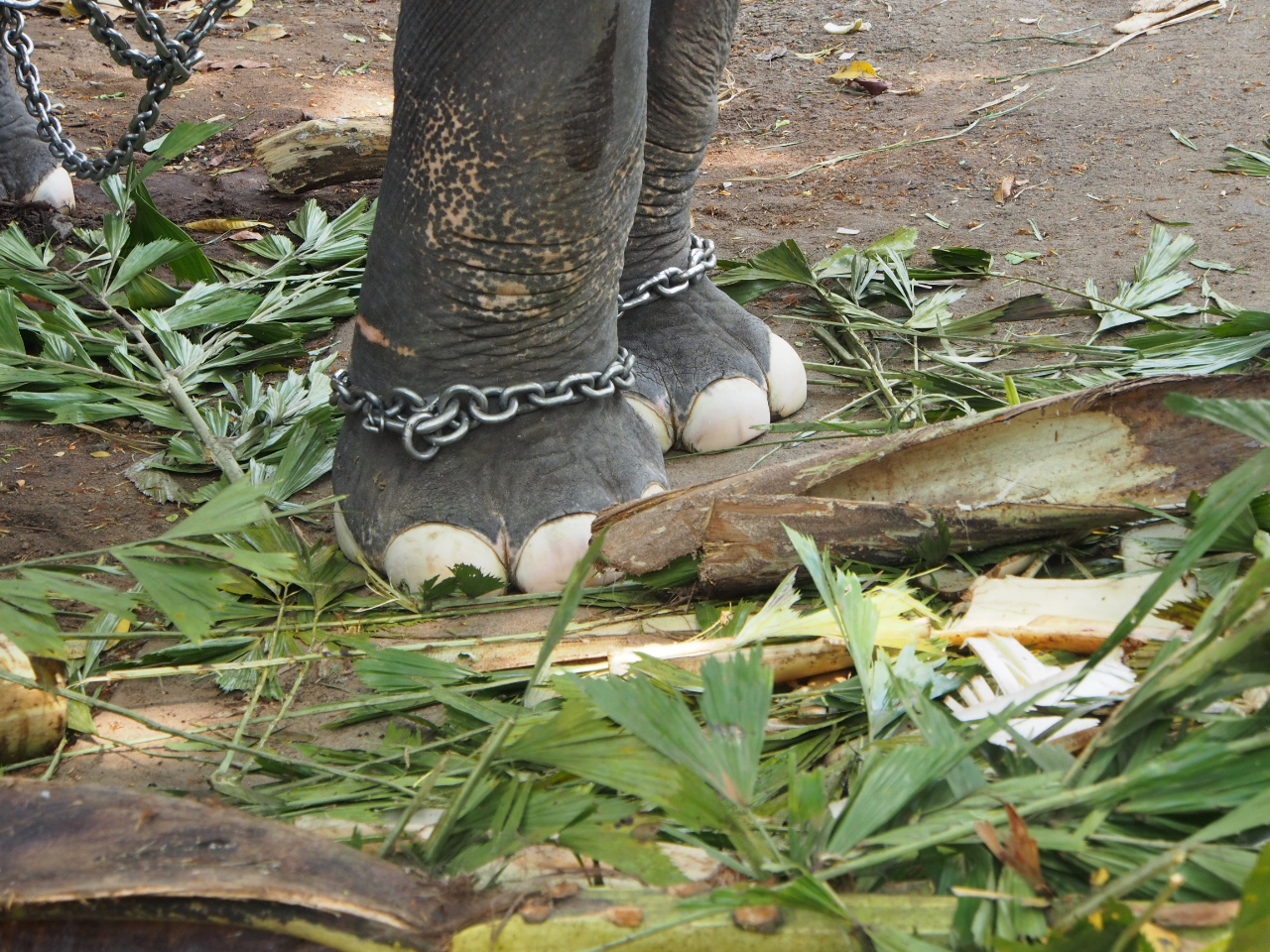 Eléphant bien pédicuré au parc de Guruwajur